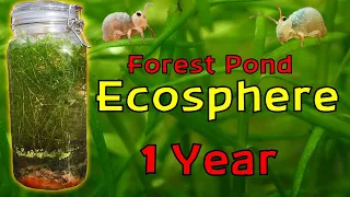 ISOLATING Pond Water inside a JAR for a YEAR! │ Woodland Pond Ecosphere - 1 Year Update!