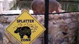 Hippo fart splatters explosive diarrhea everywhere | Extreme Hippo Poop