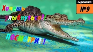 Обхохочешься!! Приколы с животными - Funny Animals