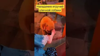 Нападение уличной собаки в Стамбуле!!