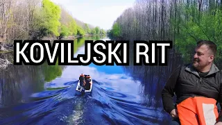 Koviljski rit