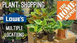 Plant Shopping at Multiple Locations! Lowes & Home Depot Houseplants