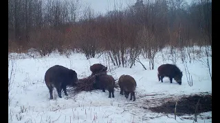 Как дикие кабаны постель заправляли для сна