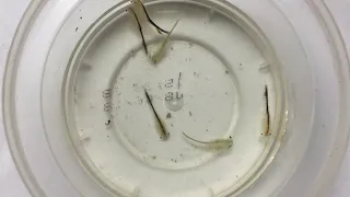 Alkali Fairy Shrimp