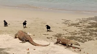 Two baby Komodo fight for food