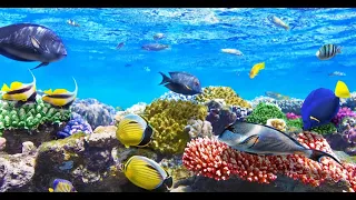 Snorkeling and swimming in Filtheyo Island Resort Maldives 05/2022