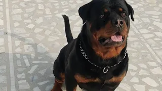 Rottweiler follow commands|| Deisel| #rottweiler #dogs #germanrottweiler #shorts