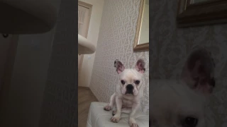 Французский бульдог просится в кровать / French bulldog wants in a bed