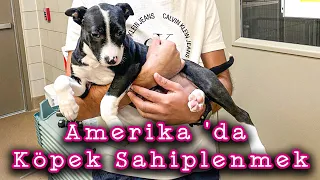 Amerika 'da Köpek Sahiplenmek | Amerika 'da Hayvan Sahibi Olmanın Yolları