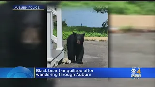Auburn Police Chase Bear Spotted Near Mass Pike