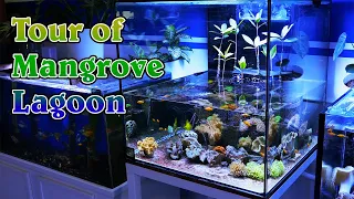 Complete Tour of the Mangrove Cube Lagoon - Trees, Clams, & Corals