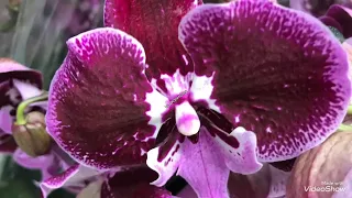 Шикарные Орхидеи для  Шоу Орхидей! Фантом,Попугай...Бауцентр.