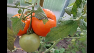 THESE TOMATOES ARE NOT THE BEST. DO NOT SPEND TIME ON THEM !!