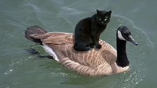 A Cat 🐈 Playing With a  Duck 🦆 | Funny Cat Video