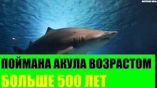 Поймана акула возрастом больше 500 лет