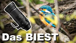 Das perfekte Objektiv für Tierfotografie - OM System 150-600mm f5-6.3 | Review [Deutsch]