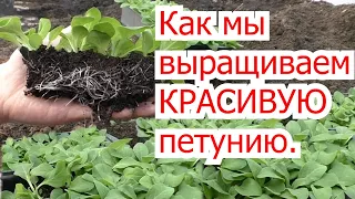 Всегда так делаю с петуньей, чтобы она выросла самой красивой!