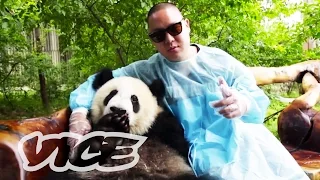 The Human Panda is Back: Latest on VICE (October 25, 2014)