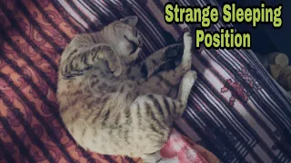 Funny Cat Sleeping Position | Weird Pose | Cute looking