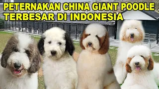 TERBESAR !!! Peternakan Anjing Giant Poodle Dari China