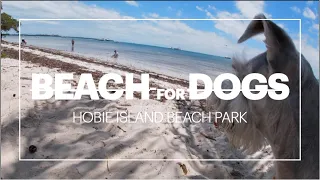 Beach for Dogs