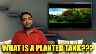 MasterClass: Planted Tank 101