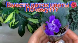 ВМЕСТО ДЕТОК ЦВЕТЫ. ПОЧЕМУ??? + ОБЗОР БЕГОНИЙ И ФИАЛОК