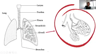 4.  A Basic guide to NIV in the acute setting