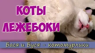 СМЕШНЫЕ КОТЫ ЛЕЖЕБОКИ. Приколы с Котами. Приколы с Животными