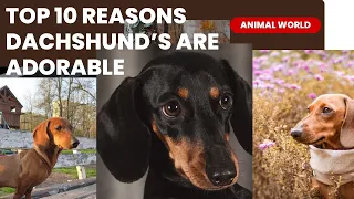 🐾🌟 Top 10 Reasons: The Adorability of Dachshunds Unleashed! 🌈🐾