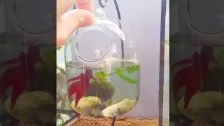 Teaching your betta fish... HOW TO JUMP OUT ☠️(TIkTok) | Fish Tank Review 121