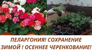 ОСЕННЕЕ ЧЕРЕНКОВАНИЕ ПЕЛАРГОНИИ ДЛЯ СОХРАНЕНИЯ И РАЗМНОЖЕНИЯ.