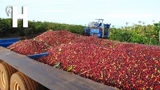 Harvest Billions of Coffee - Modern Coffee Farming, Processing  - Agriculture Technologies