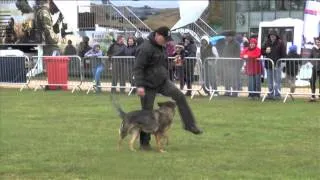 Schutzhund in Action Working German Shepherd Show