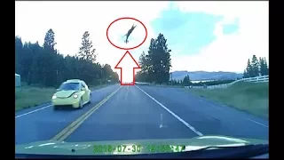 Deer Gets Hit By FAST Car And Goes Flying 50 Feet In The Air