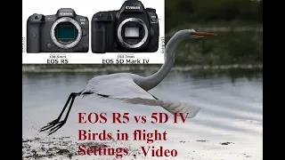 Canon EOS R5 vs 5D mark IV review, picture and video quality, birds in flight etc