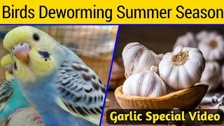 Budgies Parrots Natural Deworming | Garlic use for australian parrots | Australian parrots care