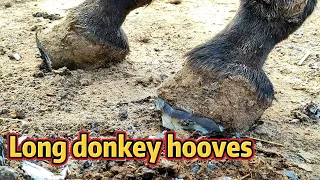 Crazy growing donkey hooves ~ Cut and repair the donkey's hooves