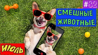 ПРИКОЛЫ С ЖИВОТНЫМИ / Смешные коты / Собаки / Смешные животные 82