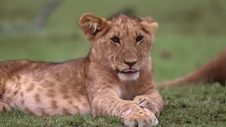 CUTEST Tiger Videos That You Have To See - Cute Baby Animals