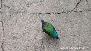 Nicobar Pigeon