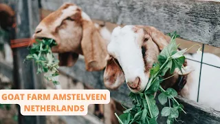 GOAT FARM AMSTELVEEN NETHERLANDS