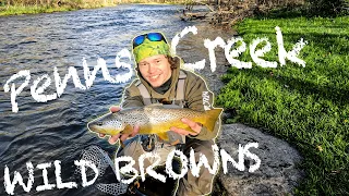 Fly Fishing PENNS Creek 2024 (BIG WILD BROWN)