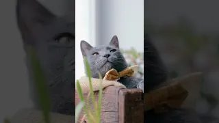 Как зевает кот🐈#смешныекоты #котики #кот #смешныеживотные #asmrcat #cat #catvideos