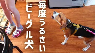 【吠える！】食いしん坊な ビーグル犬ハル 食事前は毎度の事うるさいです！