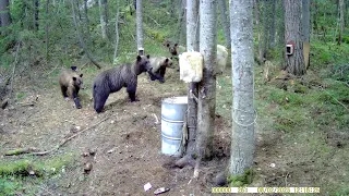 МЕДВЕДИЦА С ТРЕМЯ МЕДВЕЖАТАМИ ПРИШЛИ НА НОВОЕ МЕСТО.