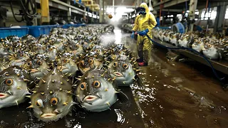 This is Why Pufferfish (Fugu) is So Expensive - Modern Fish Processing