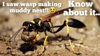 mud dauber wasp making its muddy house | life cycle of mud dauber wasp