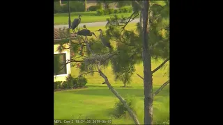 AEF NEFL Eagle Nest 6-2-19: Blue Heron Feeds Young in Hamlet Nest