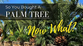 So You Bought A Palm Tree, Now What? - An Easy Care Guide For Palm Trees